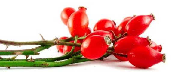 Rosarship berries with cystitis